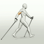 Animazione Nordic Walking