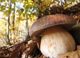 Funghi sull’Amiata